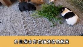 道具吃瓜豚鼠,揭秘道具背后的趣味与智慧