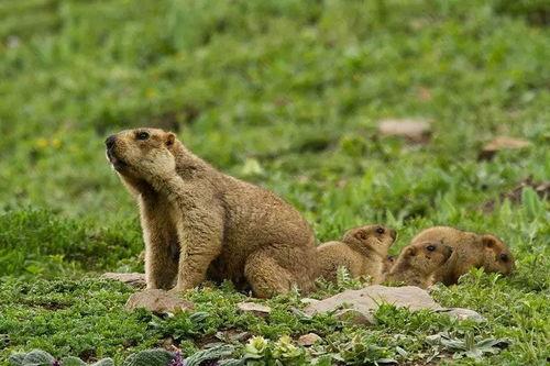 雪王吃瓜毛绒,一场奇幻的冬日童话之旅