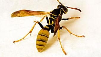 马蜂吃瓜实蝇,共生共荣的奇妙生态关系