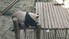 熊猫金虎吃瓜,瓜界新宠，趣味横生的美食探险之旅